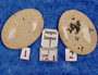 Kapussi jaspis beige 22x30mm ovaali cabochon