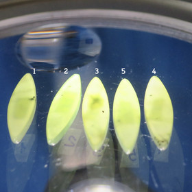 Nefriitti kapussi vihreä ohut navette. Valitse nro 1-5/ pussi nro7A