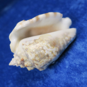 Simpukka, pituus 77mm  nroB