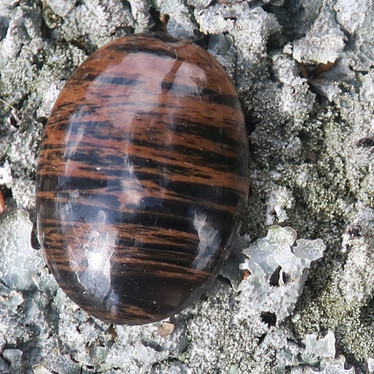 Kapussi mahonkiobsidiaani 17x24mm ovaali cabochon