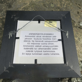 Taulu ammoniittipari. Kaksi ammoniittifossiilia 15x15cm kehyksissä.