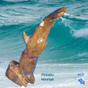 Fossiiliveistos goniatiitti DELFIINI  1360g 
