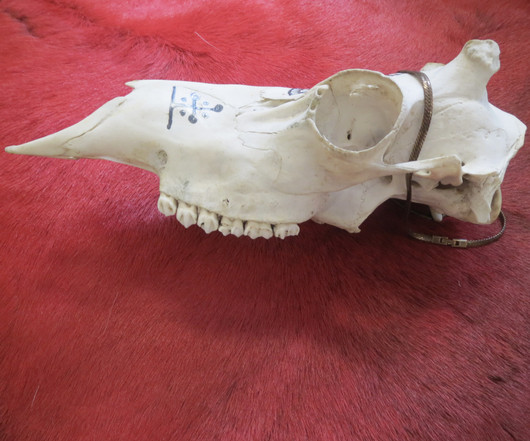 Poron kallo, johon maalattu shamanistisia symboleita, reindeer skull