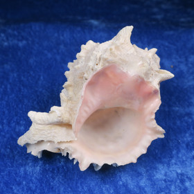 Simpukka, pituus 93mm  nroA