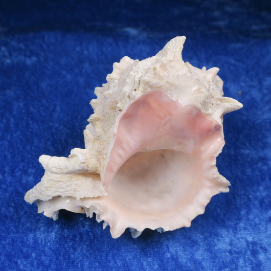 Simpukka, pituus 93mm  nroA