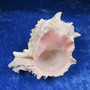 Simpukka, pituus 93mm  nroA