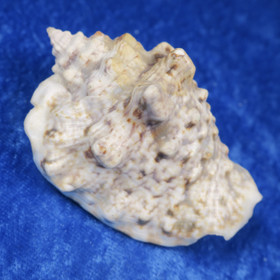 Simpukka, pituus 77mm  nroB