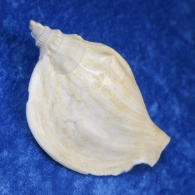 Simpukka, pituus 75mm  nroF