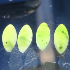 Nefriitti kapussi vihreä navette. Valitse nro B1-B4/ pussi nro4C