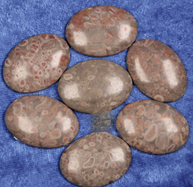 Kapussi fossiilijaspis, pikkufossiilit 22x30mm ovaali cabochon