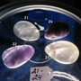 Riipus fluoriitti porattu, pituus n.3cm. Valitse nro 1-32