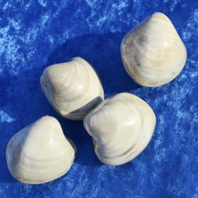 Simpukka on pseudomorfoosissa muuttunut akaatiksi. Paino keskim 40g