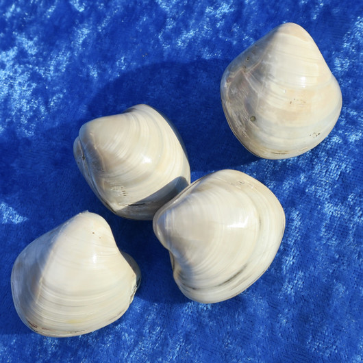 Simpukka on pseudomorfoosissa muuttunut akaatiksi. Paino keskim 40g