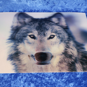 3D-postikortti suden pää 194x145mm