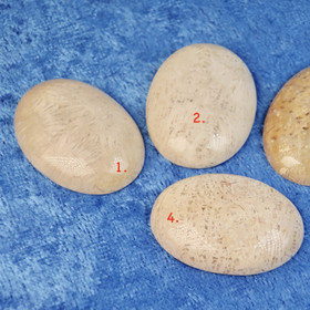 Kapussi fossiilikoralli cabochon 22x30mm ovaali. Indonesia