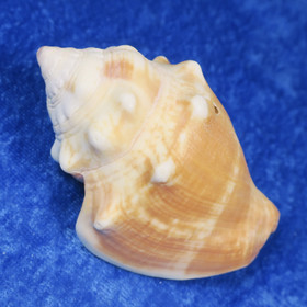 Simpukka, pituus 73mm  nroC