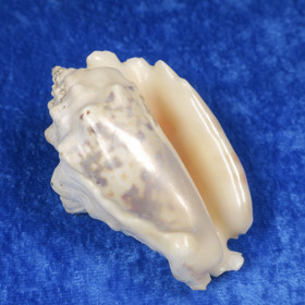 Simpukka, pituus 67mm  nroD