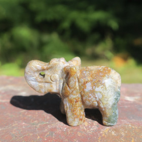 Kivieläin elefantti, valtamerijaspis 