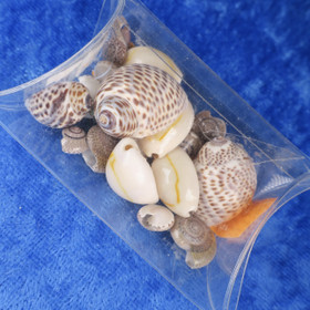 Simpukat rasiassa. 21 kpl pikku simpukoita askartelutarvikkeeksi