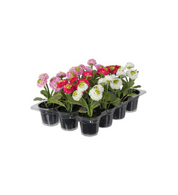 Kaunokainen 2 väriä