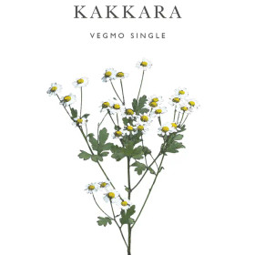 Reunuspäivänkakkara