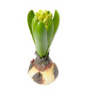 Hyasintti 15cm