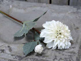 Dahliaoksa kermanvalkoinen