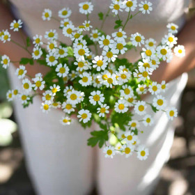 Reunuspäivänkakkara