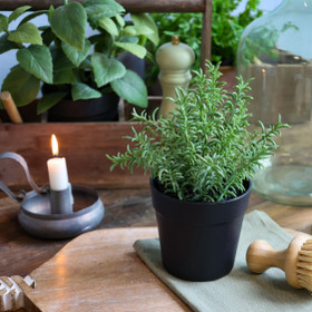 Rosmariini tekokasvi