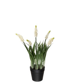 Helmililja valkoinen