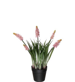 Helmililja vaaleanpunainen