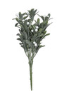 Mistelioksa