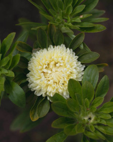 Kiinanasteri (Limoncello)