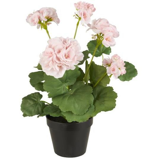 Pelargonia