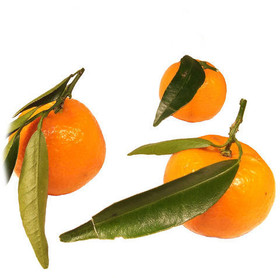 Eteerinen tangeriiniöljy