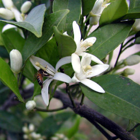 Eteerinen neroliöljy  10 ml