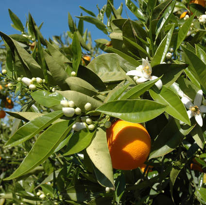 Eteerinen petitgrainöljy