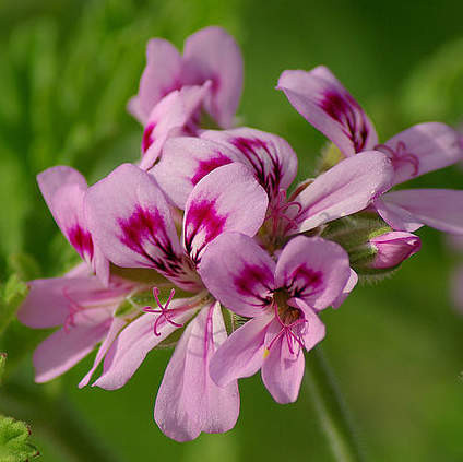 Eteerinen geraniumöljy 10 ml