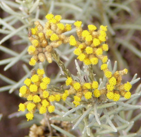 Eteerinen helichrysumöljy (immortelle) luomu