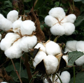 Puhdas puuvilla -tuoksuöljy