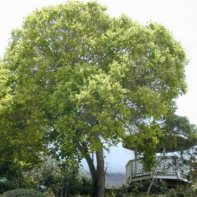 Eteerinen kamferiöljy