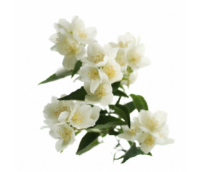 Jasmiini-tuoksuöljy