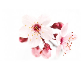 Kirsikankukka-tuoksuöljy