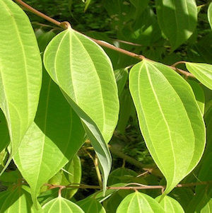 Eteerinen kanelinlehtiöljy