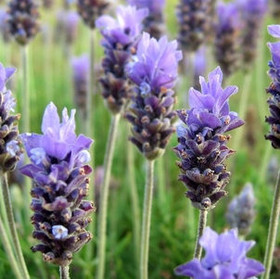 Eteerinen laventeliöljy