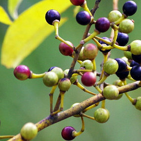 Eteerinen litseaöljy