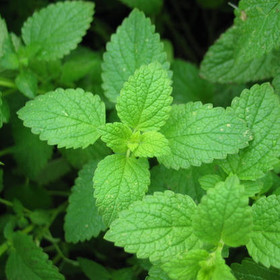 Eteerinen piparminttuöljy