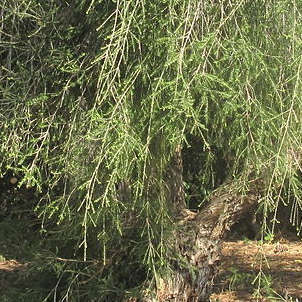 Eteerinen teepuuöljy