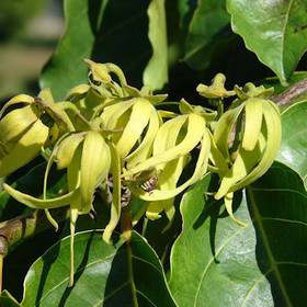 Eteerinen ylang ylang complete -öljy 10 ml