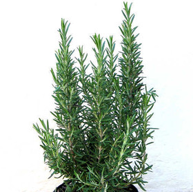 Eteerinen rosmariiniöljy